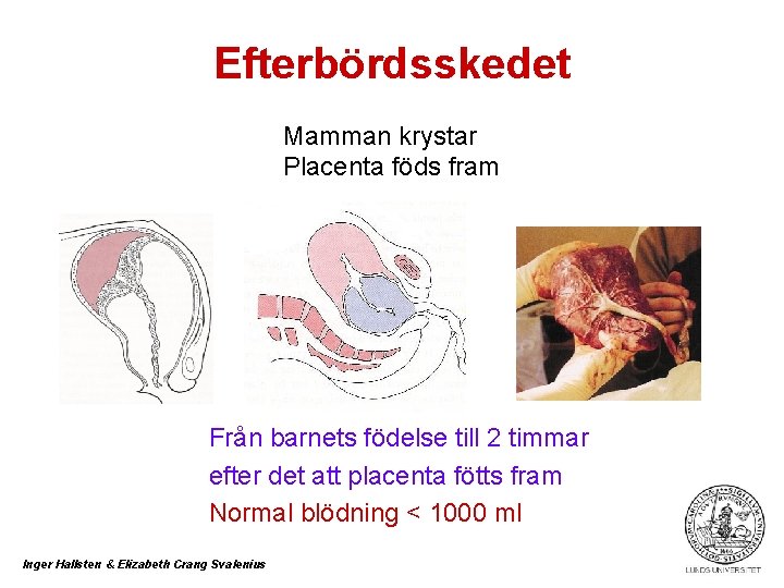 Efterbördsskedet Mamman krystar Placenta föds fram Från barnets födelse till 2 timmar efter det