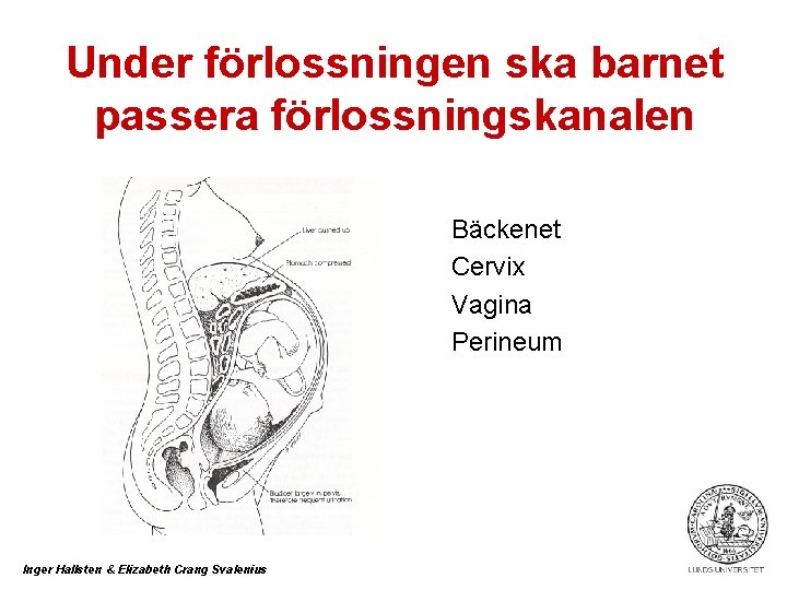 Under förlossningen ska barnet passera förlossningskanalen Bäckenet Cervix Vagina Perineum Inger Hallsten & Elizabeth