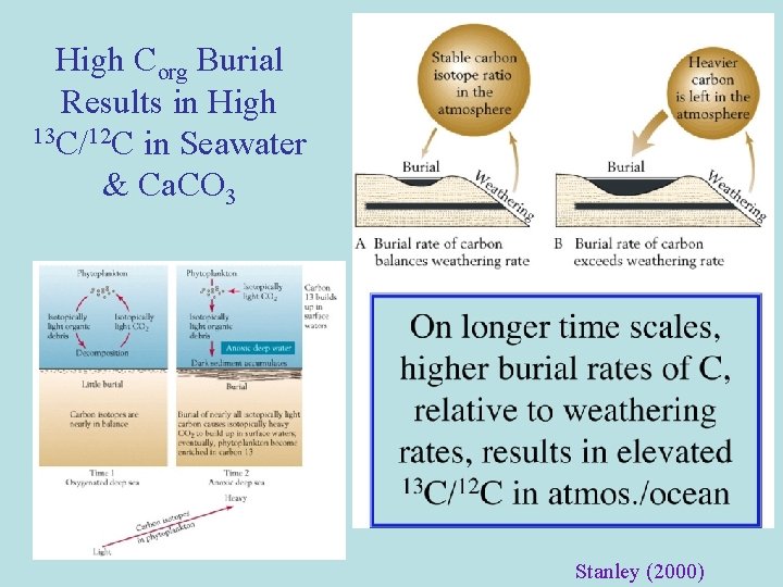 High Corg Burial Results in High 13 C/12 C in Seawater & Ca. CO High Corg Burial Results in High 13 C/12 C in Seawater & Ca. CO