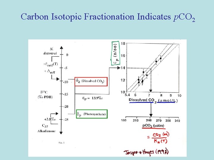 Carbon Isotopic Fractionation Indicates p. CO 2 Carbon Isotopic Fractionation Indicates p. CO 2