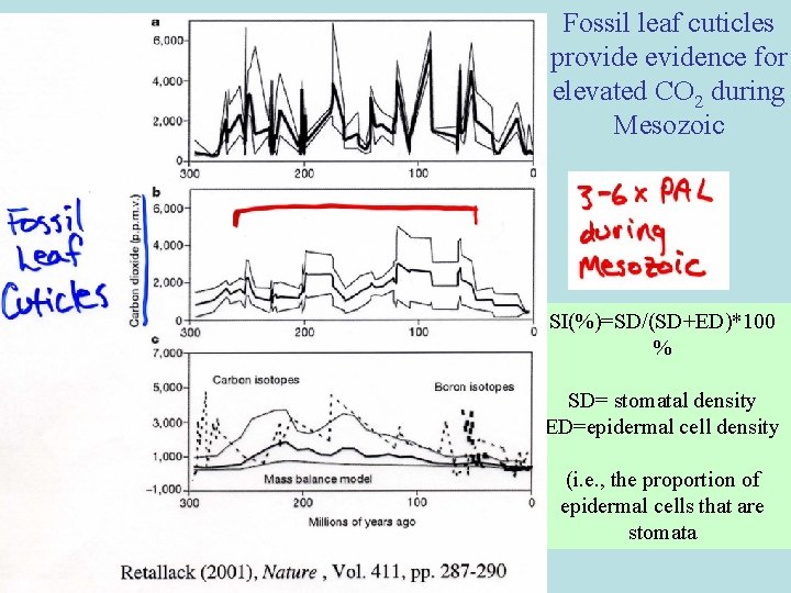 Fossil leaf cuticles provide evidence for elevated CO 2 during Mesozoic SI(%)=SD/(SD+ED)*100 % SD= Fossil leaf cuticles provide evidence for elevated CO 2 during Mesozoic SI(%)=SD/(SD+ED)*100 % SD=