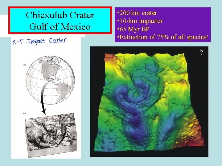 Chicxulub Crater Gulf of Mexico • 200 km crater • 10 -km impactor • Chicxulub Crater Gulf of Mexico • 200 km crater • 10 -km impactor •