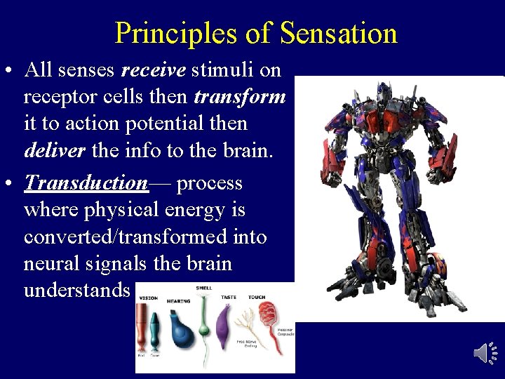 Principles of Sensation • All senses receive stimuli on receptor cells then transform it