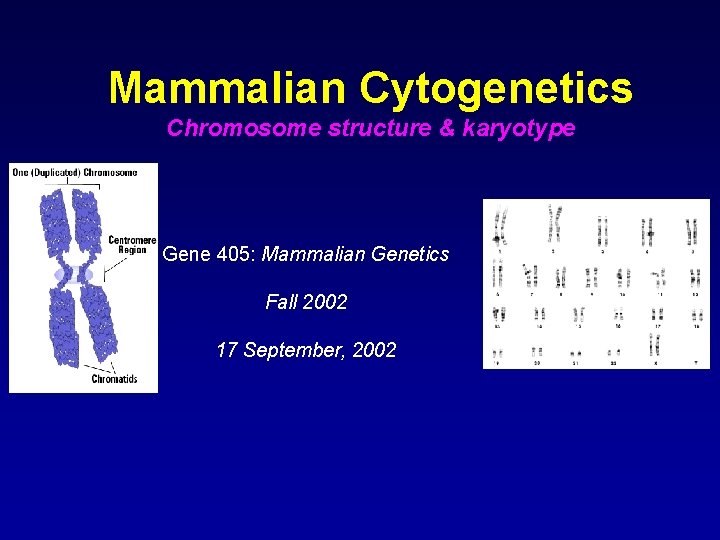 Mammalian Cytogenetics Chromosome structure & karyotype Gene 405: Mammalian Genetics Fall 2002 17 September,