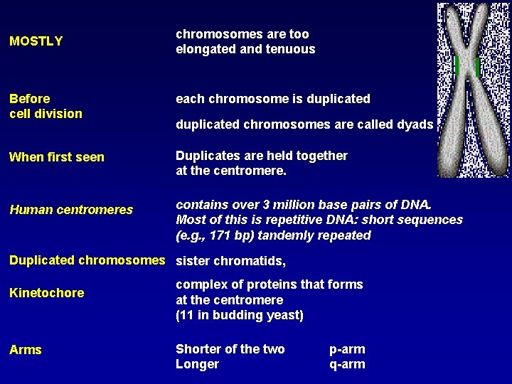 MOSTLY chromosomes are too elongated and tenuous Before cell division each chromosome is duplicated