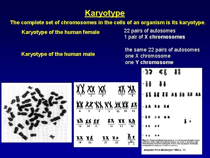 Karyotype The complete set of chromosomes in the cells of an organism is its