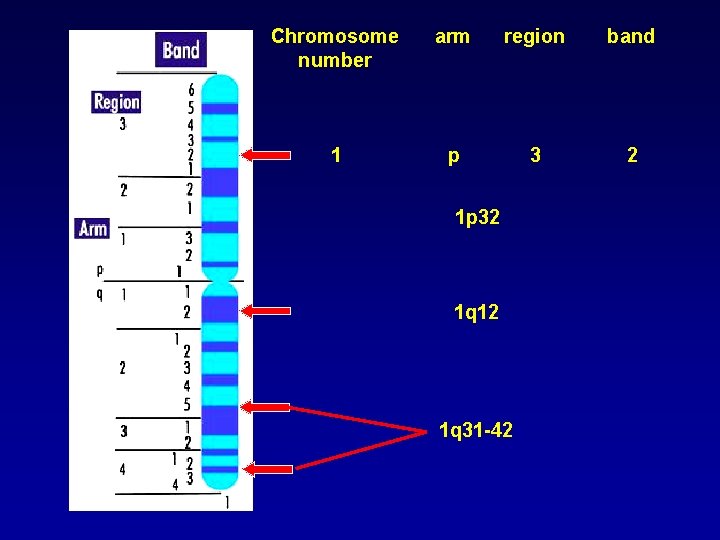 Chromosome number arm region band 1 p 3 2 1 p 32 1 q