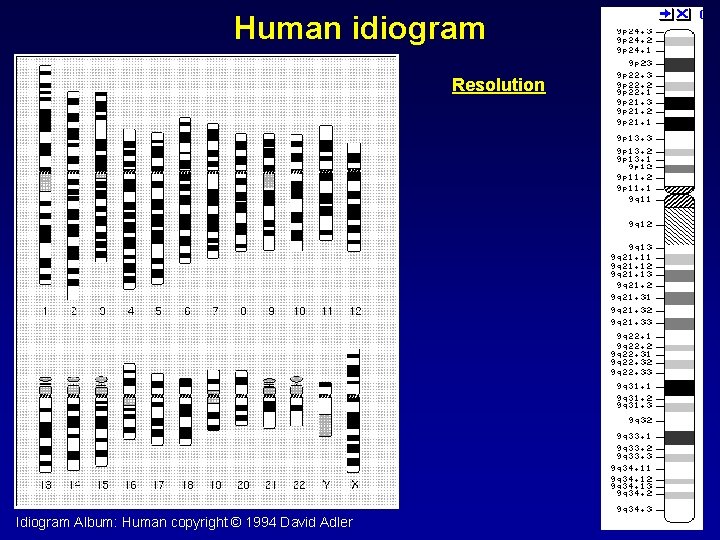 Human idiogram Resolution Idiogram Album: Human copyright © 1994 David Adler 