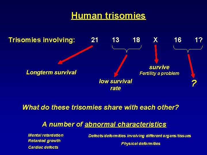 Human trisomies Trisomies involving: 21 13 18 X 16 1? survive Longterm survival Fertility