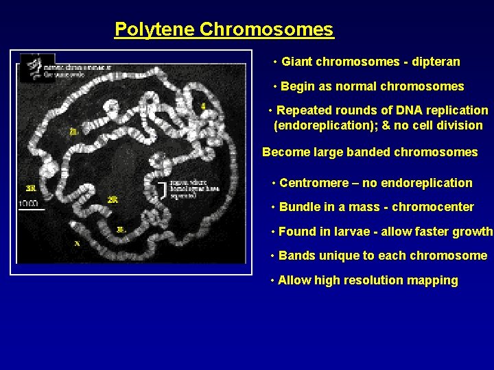 Polytene Chromosomes • Giant chromosomes - dipteran • Begin as normal chromosomes • Repeated