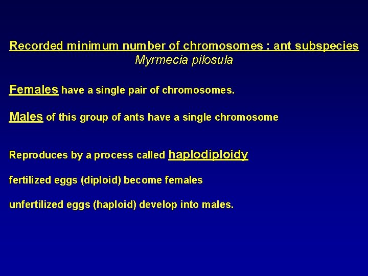 Recorded minimum number of chromosomes : ant subspecies Myrmecia pilosula Females have a single