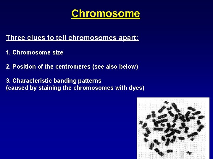 Chromosome Three clues to tell chromosomes apart: 1. Chromosome size 2. Position of the