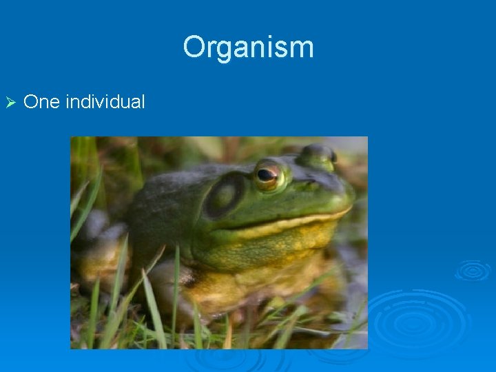 Organism Ø One individual 