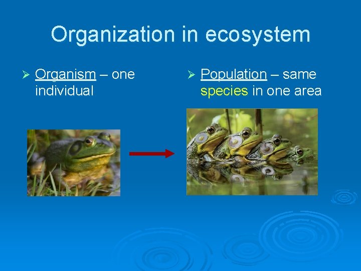 Organization in ecosystem Ø Organism – one individual Ø Population – same species in