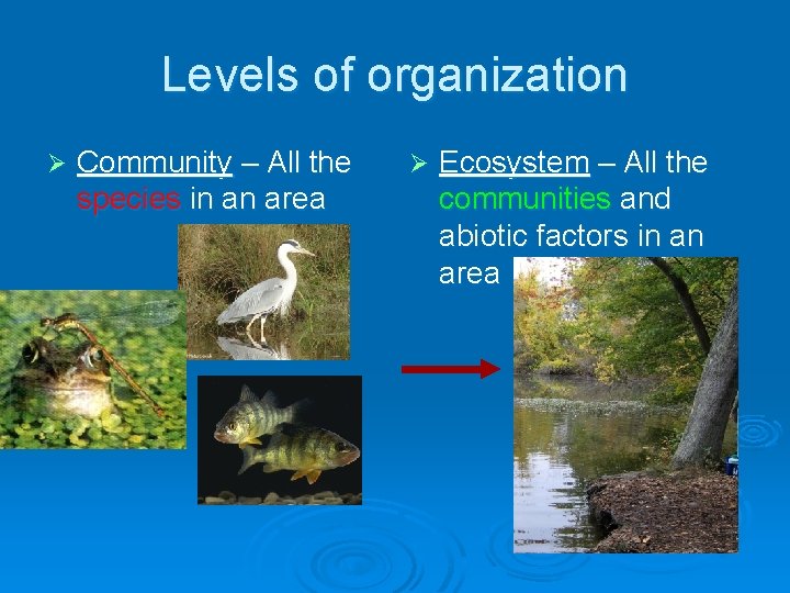 Levels of organization Ø Community – All the species in an area Ø Ecosystem