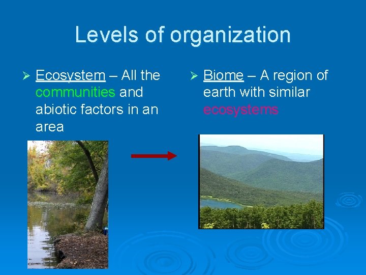 Levels of organization Ø Ecosystem – All the communities and abiotic factors in an