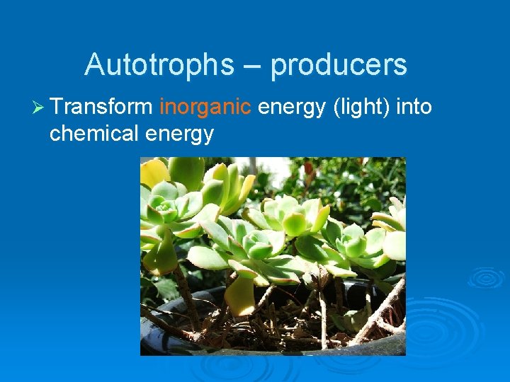 Autotrophs – producers Ø Transform inorganic energy (light) into chemical energy 