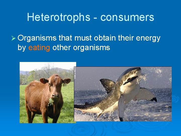 Heterotrophs - consumers Ø Organisms that must obtain their energy by eating other organisms