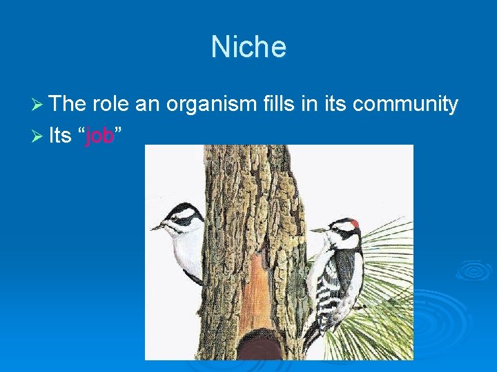 Niche Ø The role an organism fills in its community Ø Its “job” 