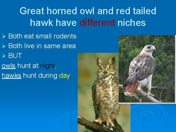 Great horned owl and red tailed hawk have different niches Both eat small rodents