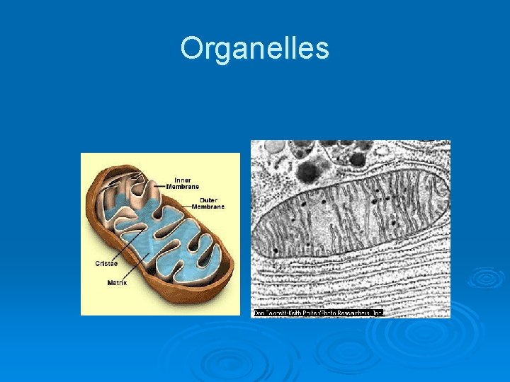 Organelles 