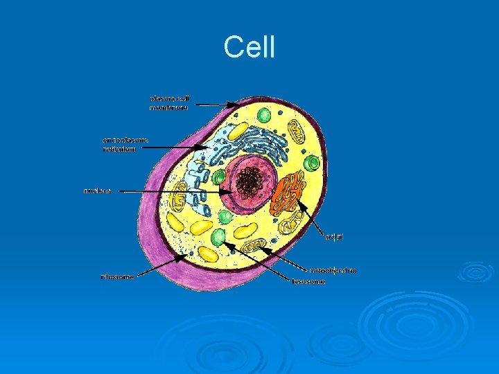 Cell 