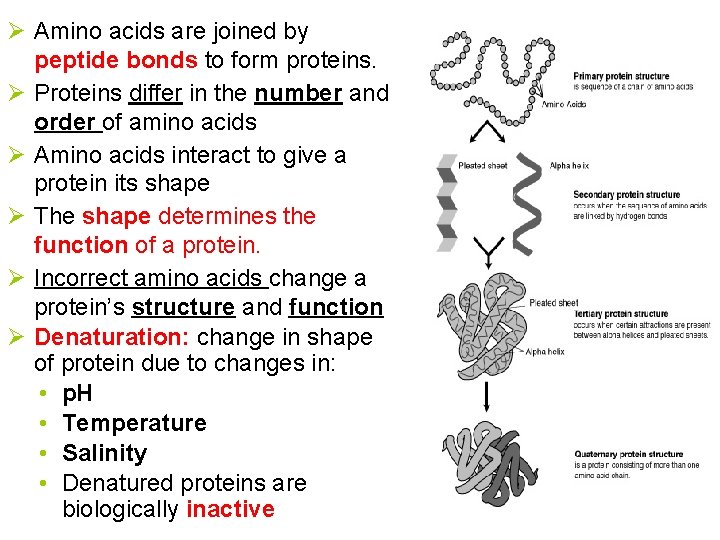 Ø Amino acids are joined by peptide bonds to form proteins. Ø Proteins differ