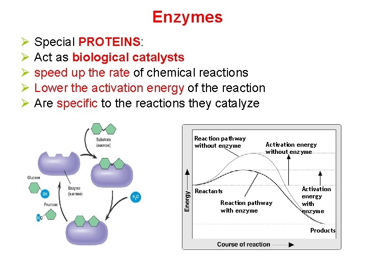 Enzymes Ø Ø Ø Special PROTEINS: Act as biological catalysts speed up the rate