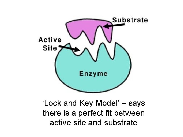 ‘Lock and Key Model’ – says there is a perfect fit between active site