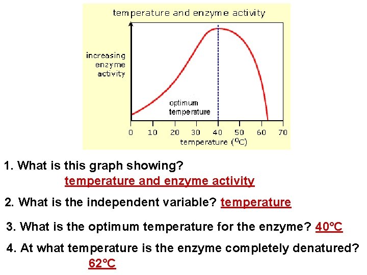 1. What is this graph showing? temperature and enzyme activity 2. What is the