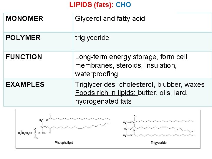 LIPIDS (fats): CHO MONOMER Glycerol and fatty acid POLYMER triglyceride FUNCTION Long-term energy storage,