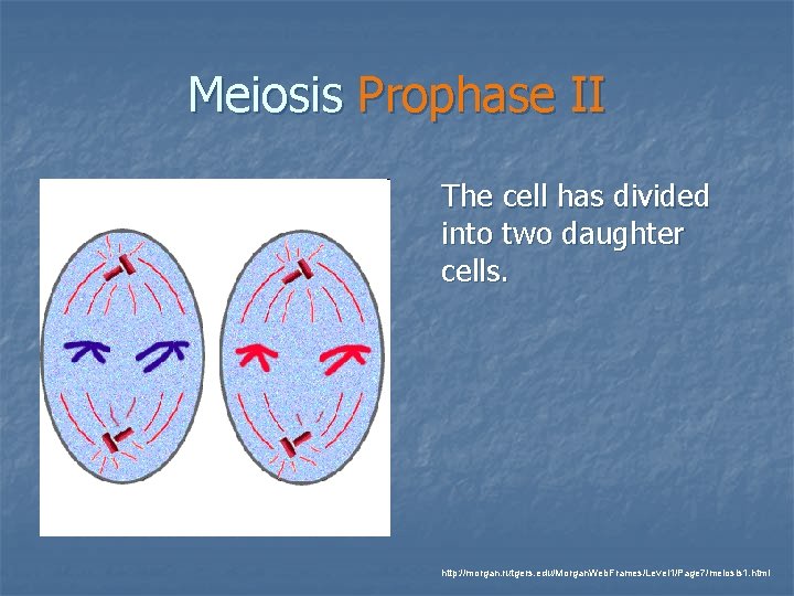 Meiosis Prophase II The cell has divided into two daughter cells. http: //morgan. rutgers.