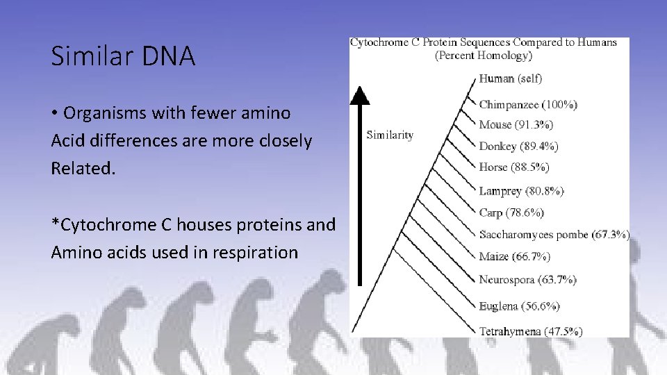 Similar DNA • Organisms with fewer amino Acid differences are more closely Related. *Cytochrome