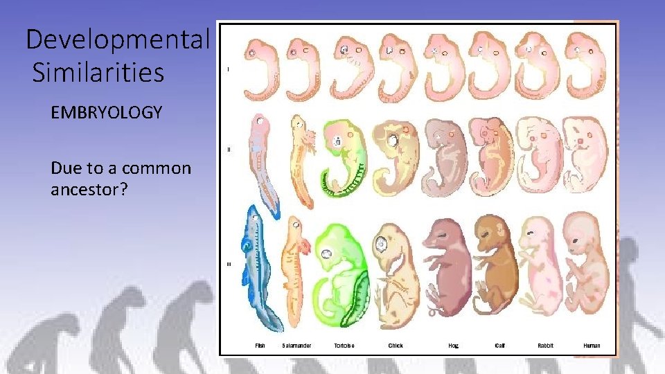 Developmental Similarities EMBRYOLOGY Due to a common ancestor? 
