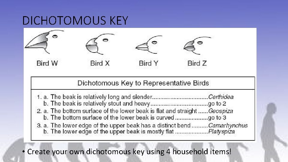 DICHOTOMOUS KEY • Create your own dichotomous key using 4 household items! 