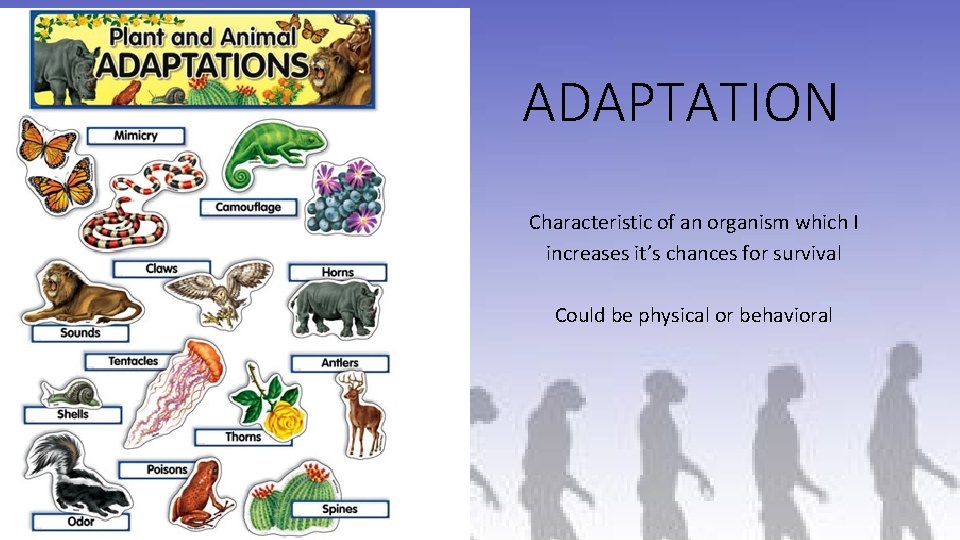 ADAPTATION Characteristic of an organism which I increases it’s chances for survival Could be