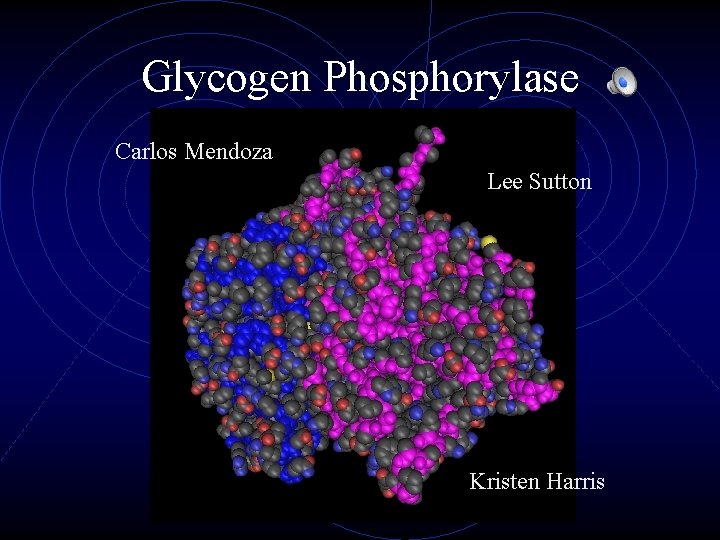Glycogen Phosphorylase Carlos Mendoza Lee Sutton Kristen Harris 