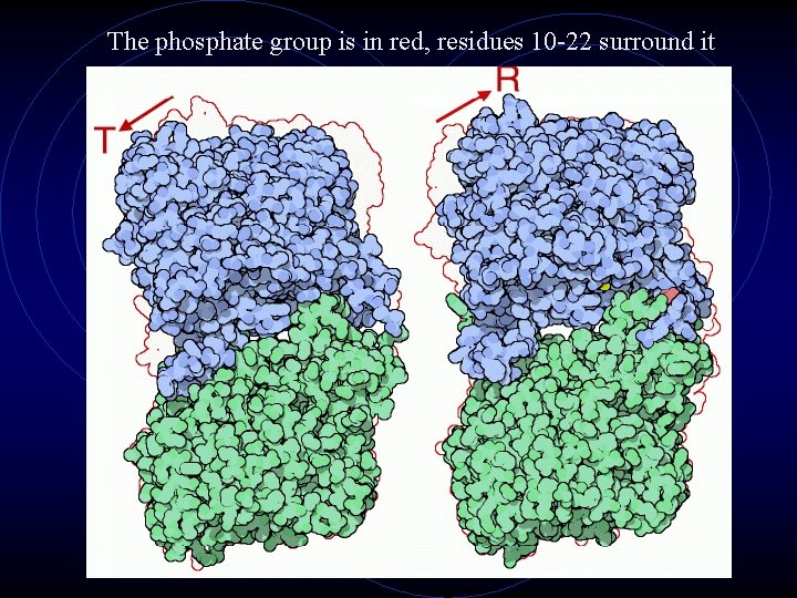 The phosphate group is in red, residues 10 -22 surround it 