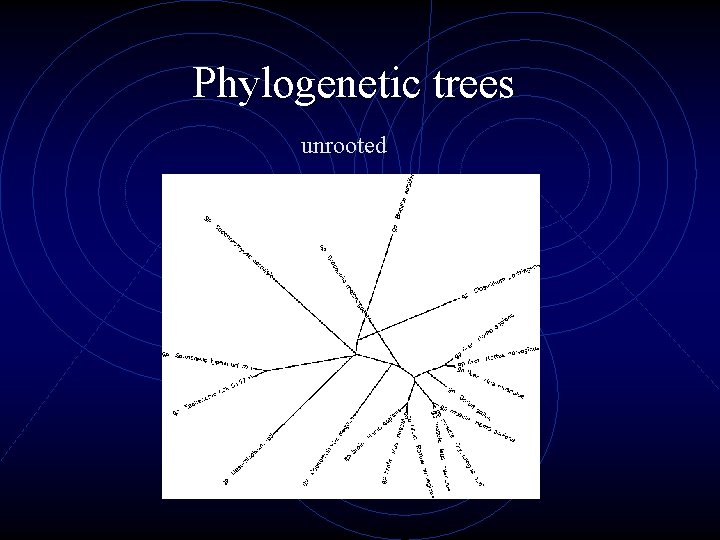 Phylogenetic trees unrooted 