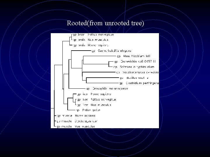 Rooted(from unrooted tree) 