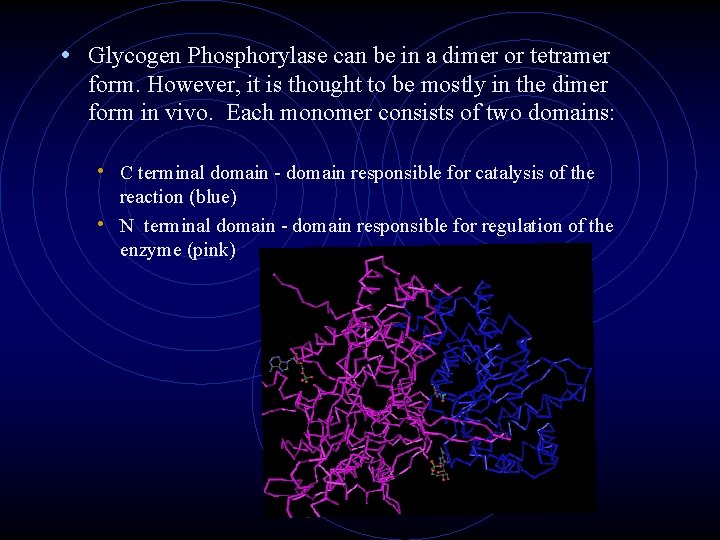  • Glycogen Phosphorylase can be in a dimer or tetramer form. However, it
