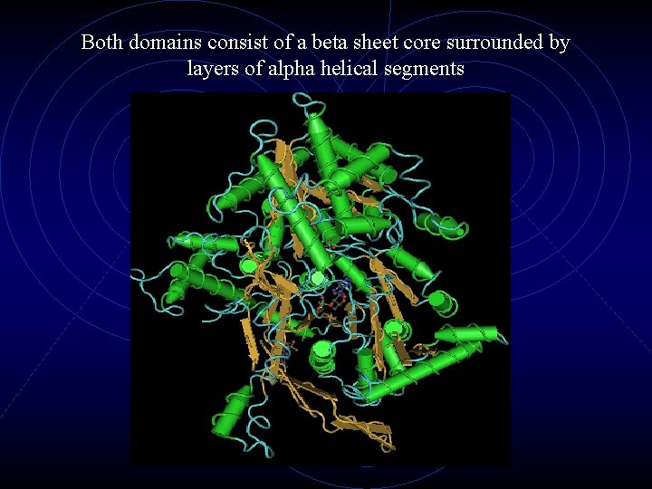 Both domains consist of a beta sheet core surrounded by layers of alpha helical