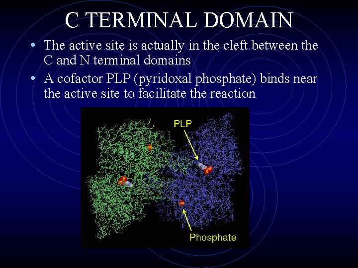 C TERMINAL DOMAIN • The active site is actually in the cleft between the