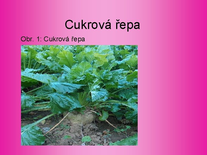 Cukrová řepa Obr. 1: Cukrová řepa 