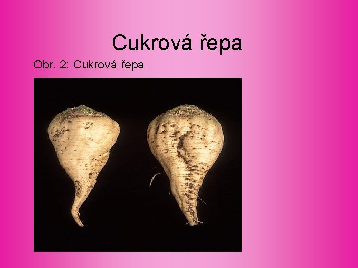 Cukrová řepa Obr. 2: Cukrová řepa Cukrová řepa Obr. 2: Cukrová řepa