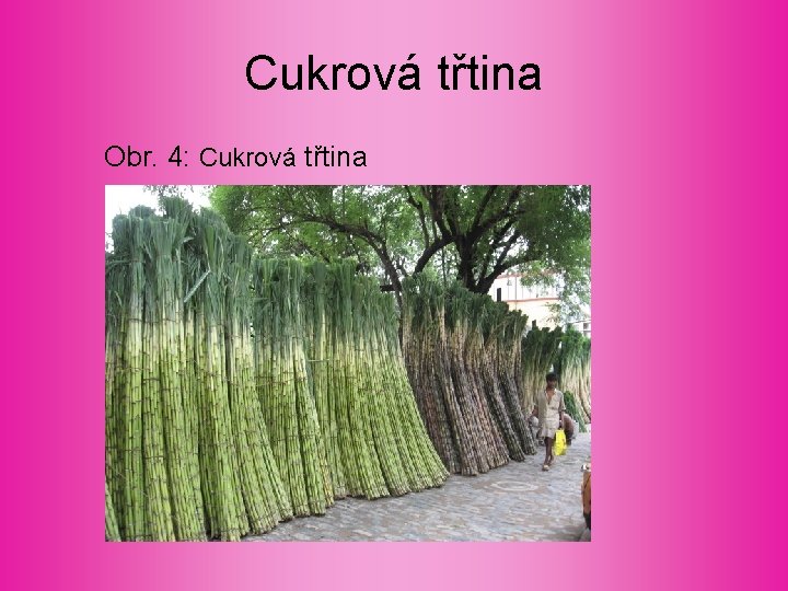 Cukrová třtina Obr. 4: Cukrová třtina 