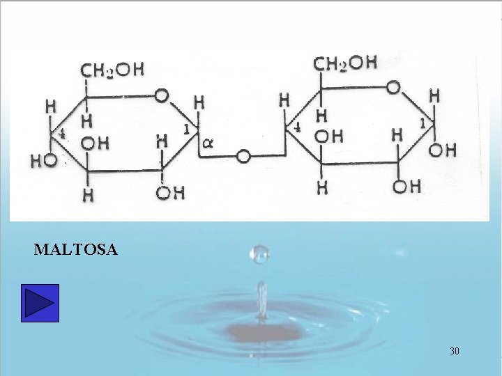 MALTOSA 30 MALTOSA 30