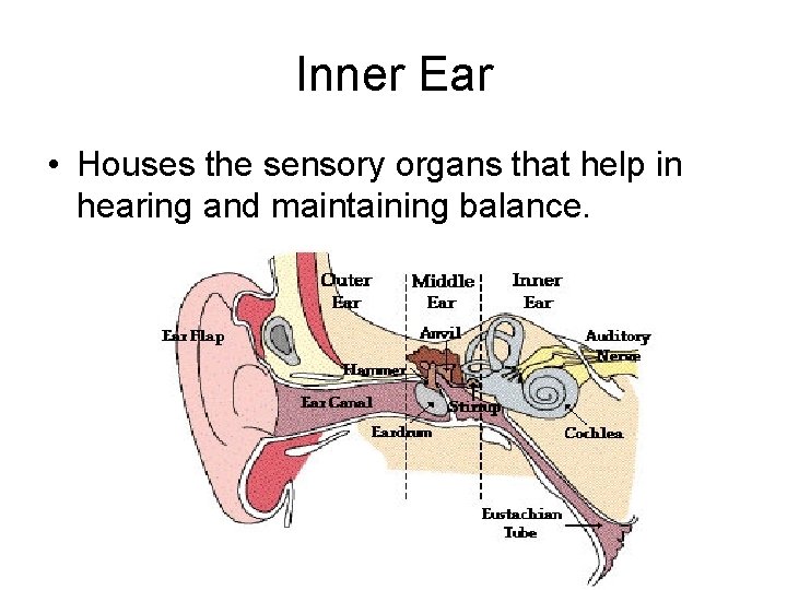 Inner Ear • Houses the sensory organs that help in hearing and maintaining balance.