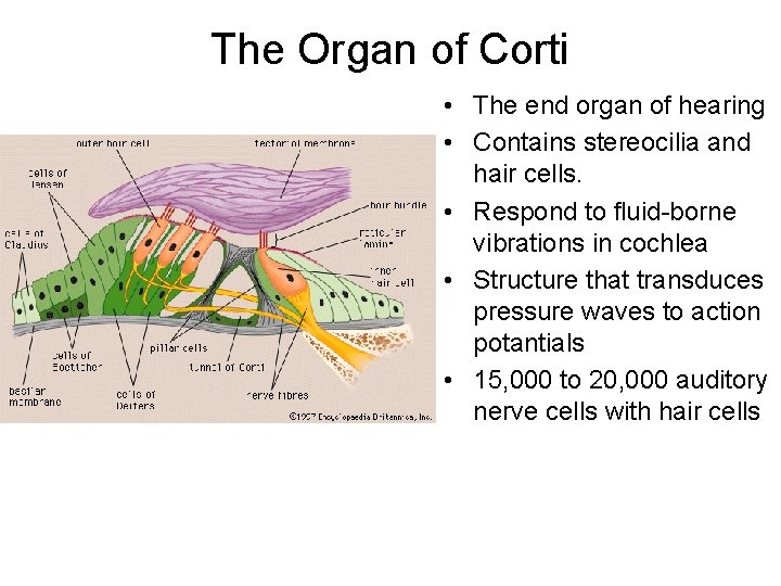 The Organ of Corti • The end organ of hearing • Contains stereocilia and