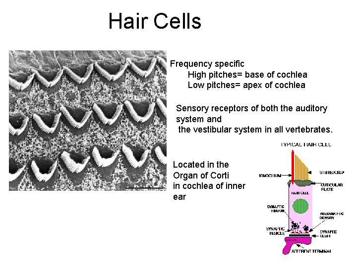 Hair Cells Frequency specific High pitches= base of cochlea Low pitches= apex of cochlea